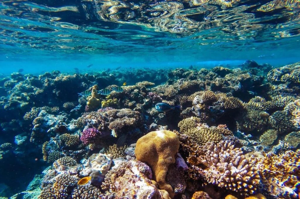 Diving and snorkeling together on one boat Hurghada 17