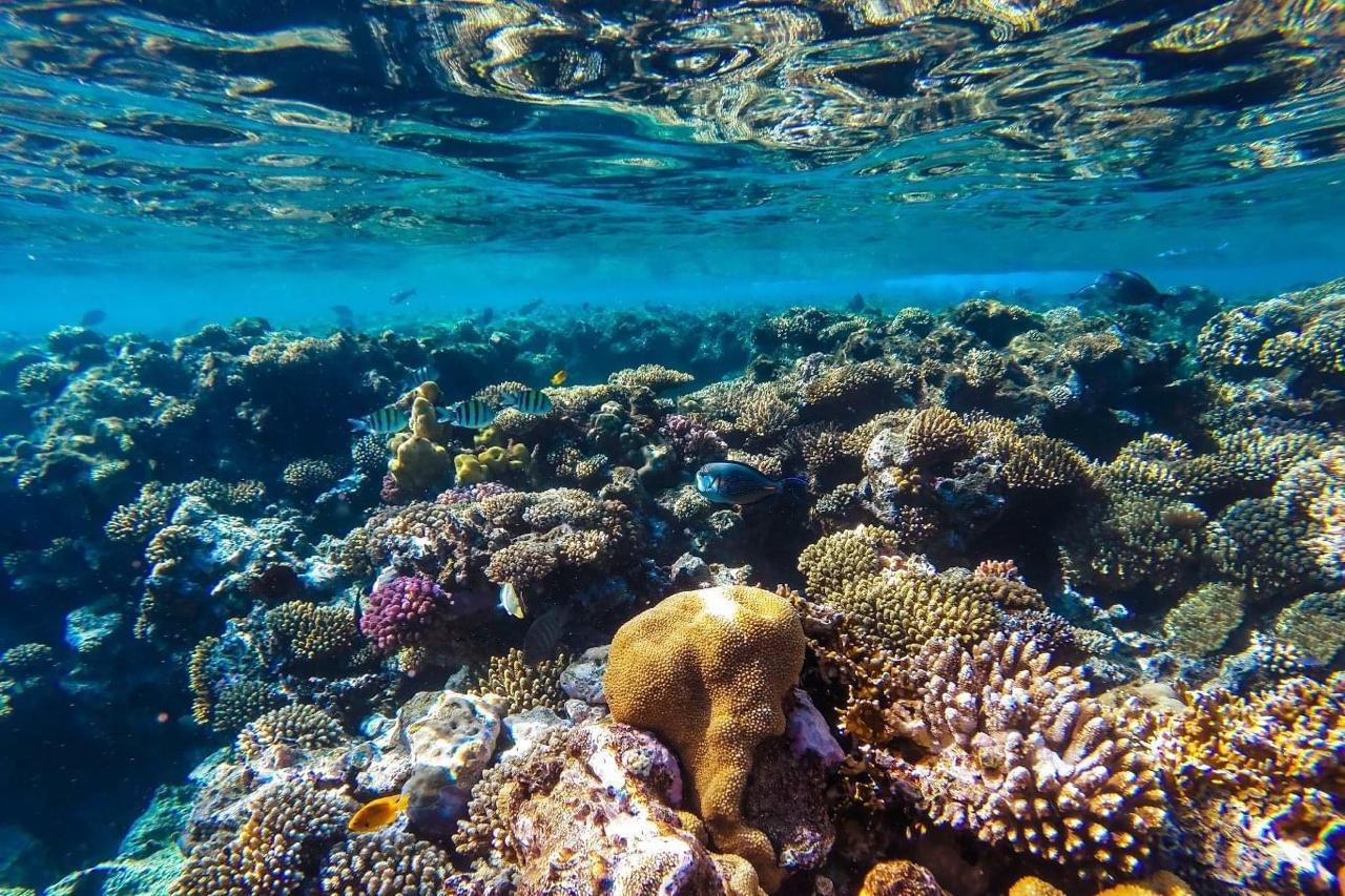 Diving and snorkeling together on one boat Hurghada 17