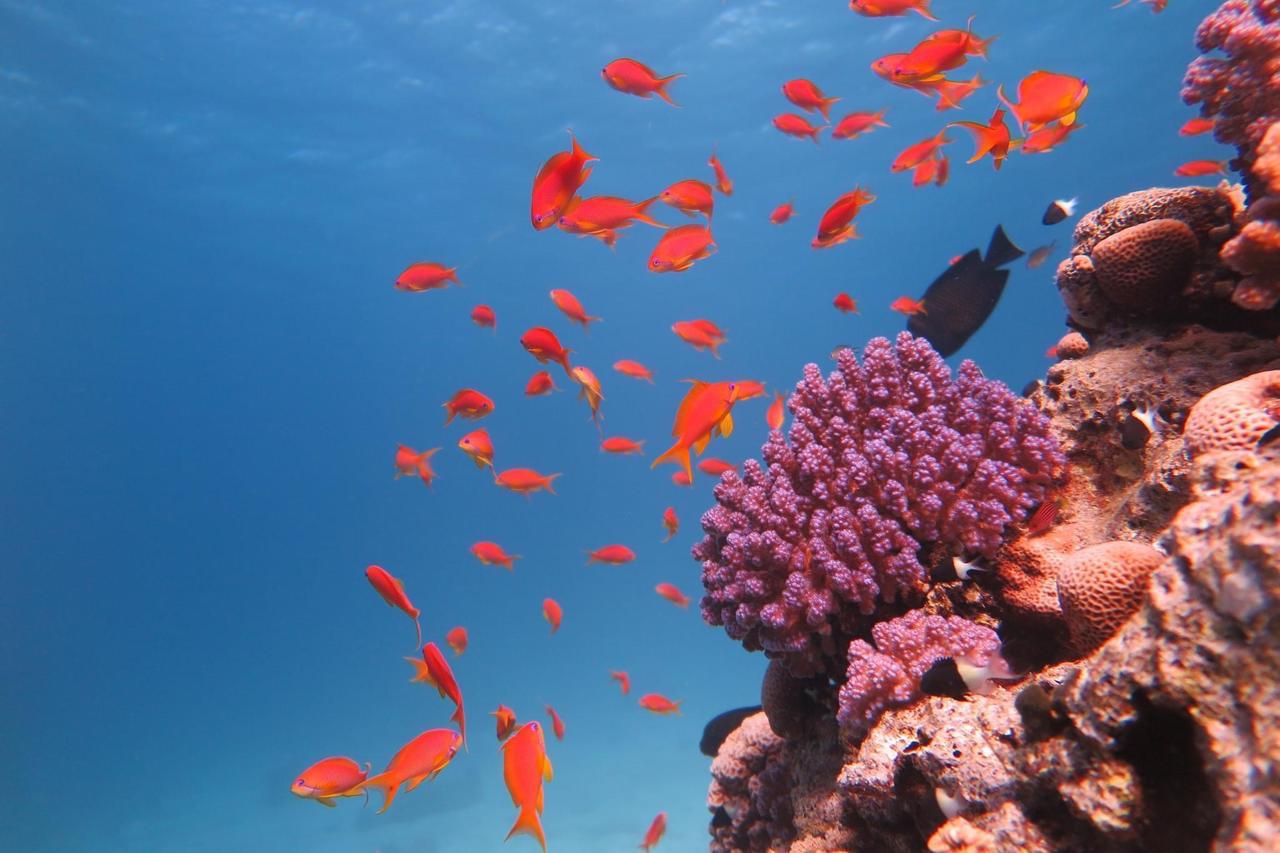 Diving and snorkeling together on one boat Hurghada 18