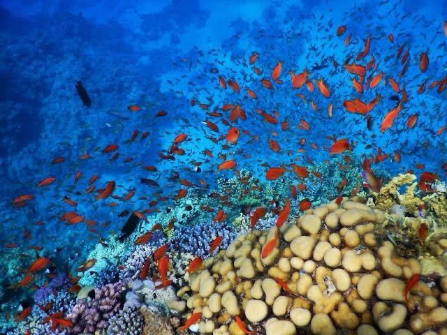 Diving and snorkeling together on one boat Hurghada 21