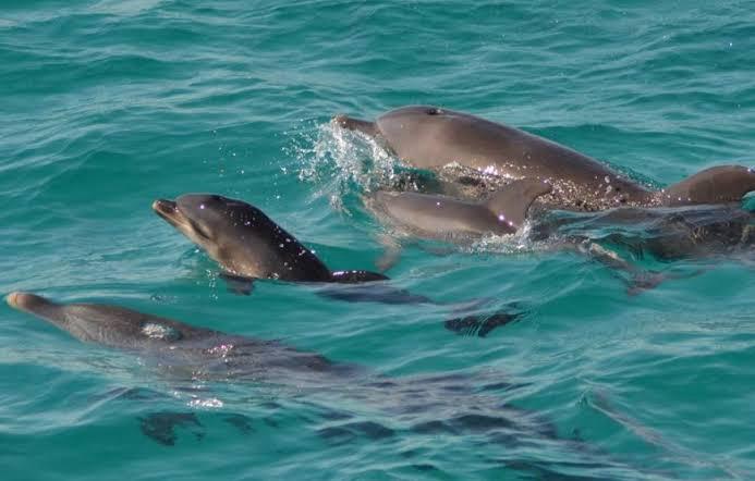 Dolphin House Hurghada 1