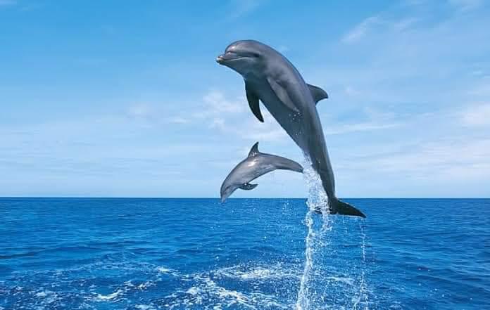 Dolphin House Hurghada 2