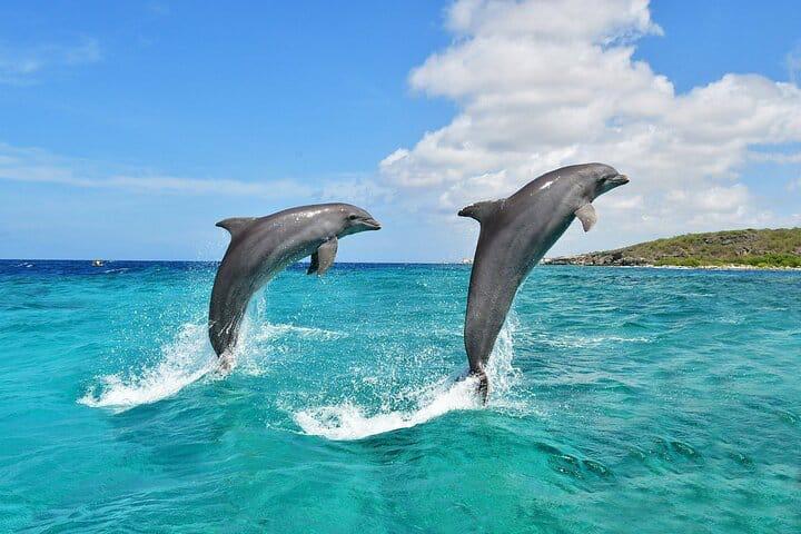 Dolphin House Hurghada 9