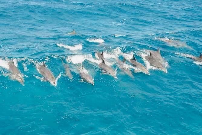 Dolphin House Hurghada 10