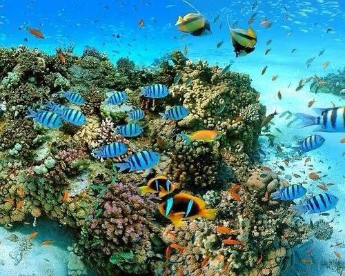 Dolphin House Hurghada 11