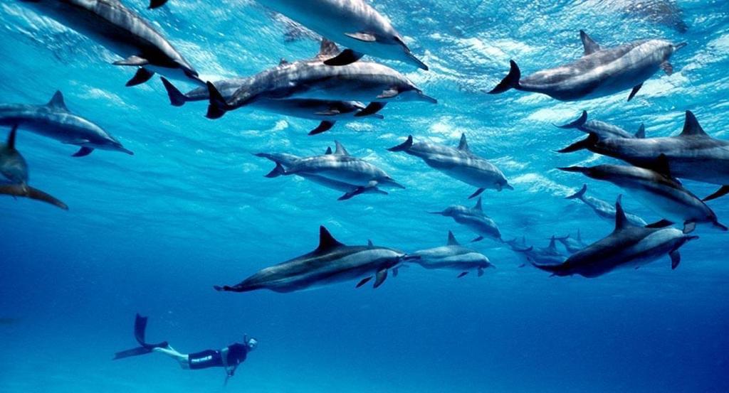 Dolphin House Hurghada 13