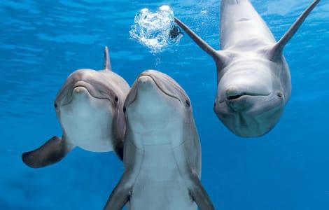 Dolphin House Hurghada 15