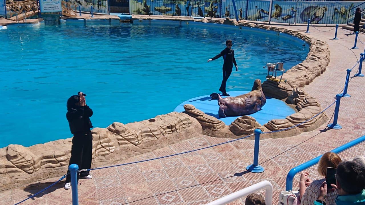 Hurghada dolphinarium show 15