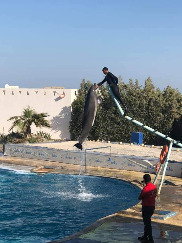 Hurghada dolphinarium show 16