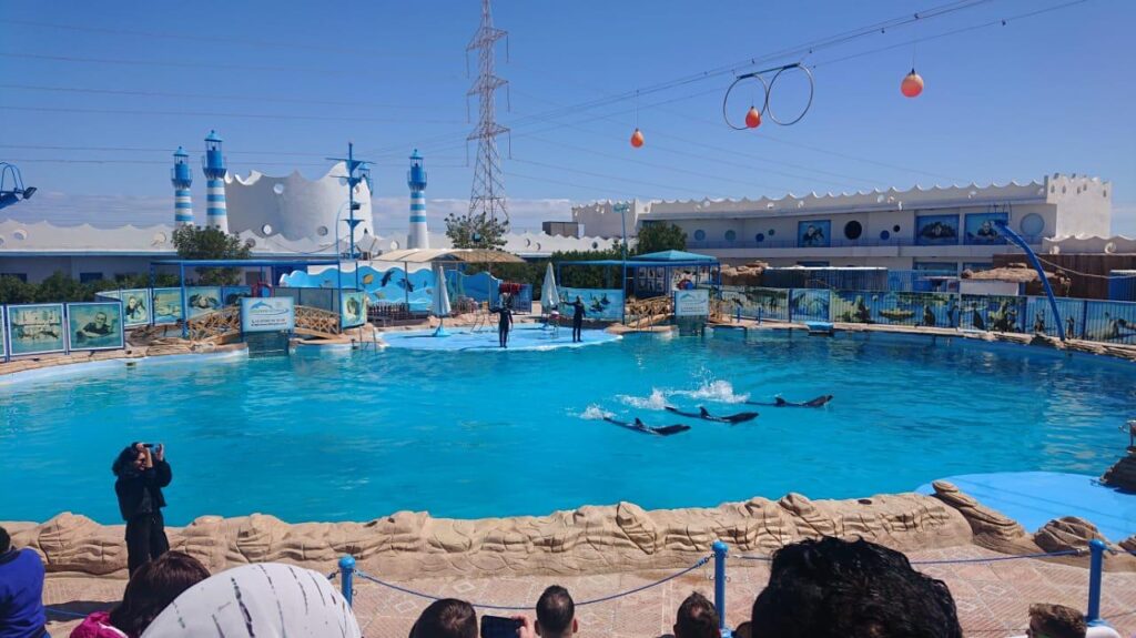 Hurghada dolphinarium show 20