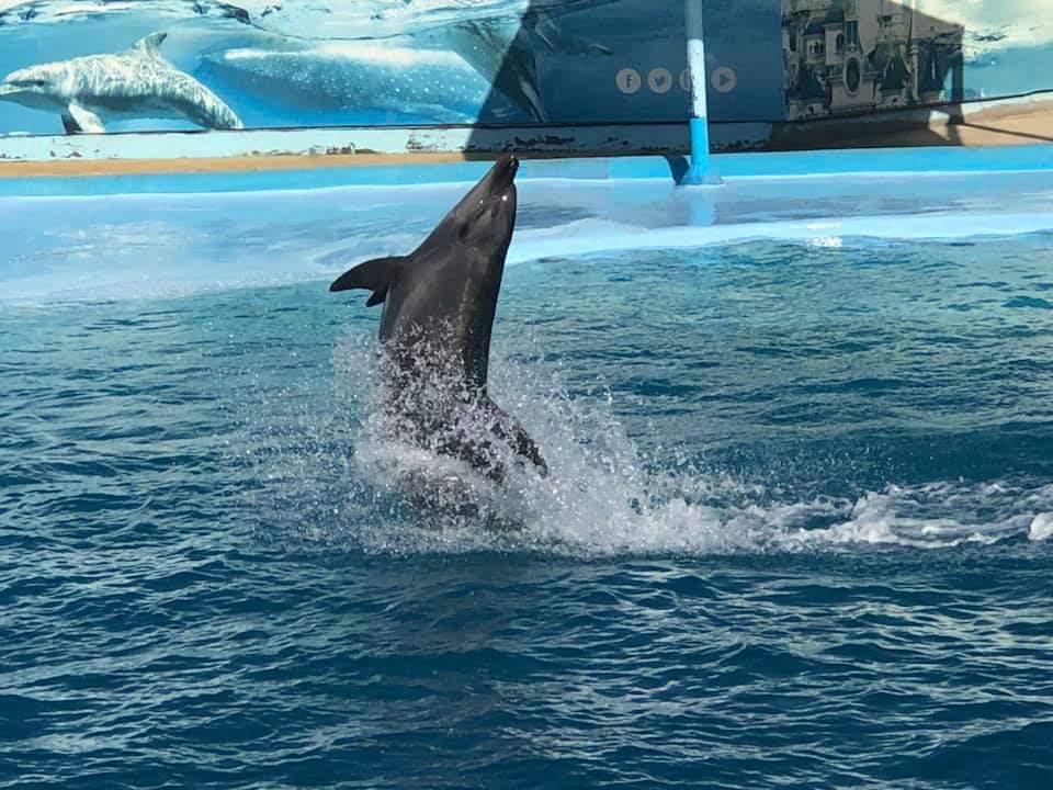 Hurghada dolphinarium show 27