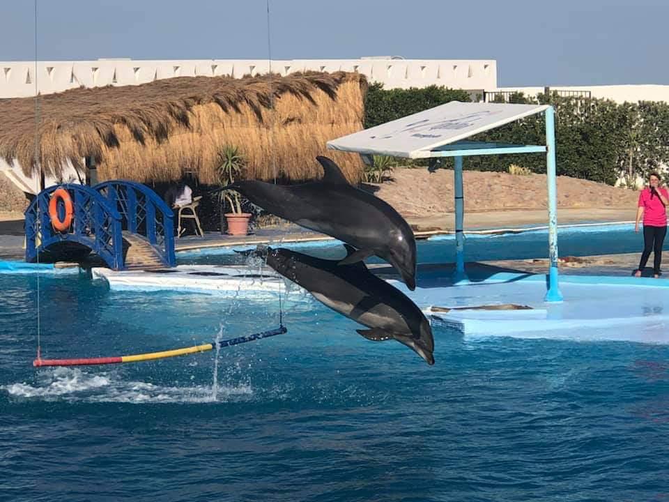 Hurghada dolphinarium show 29