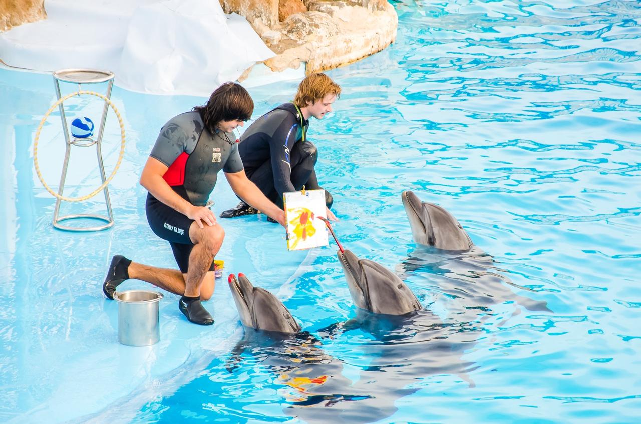Hurghada dolphinarium show 31