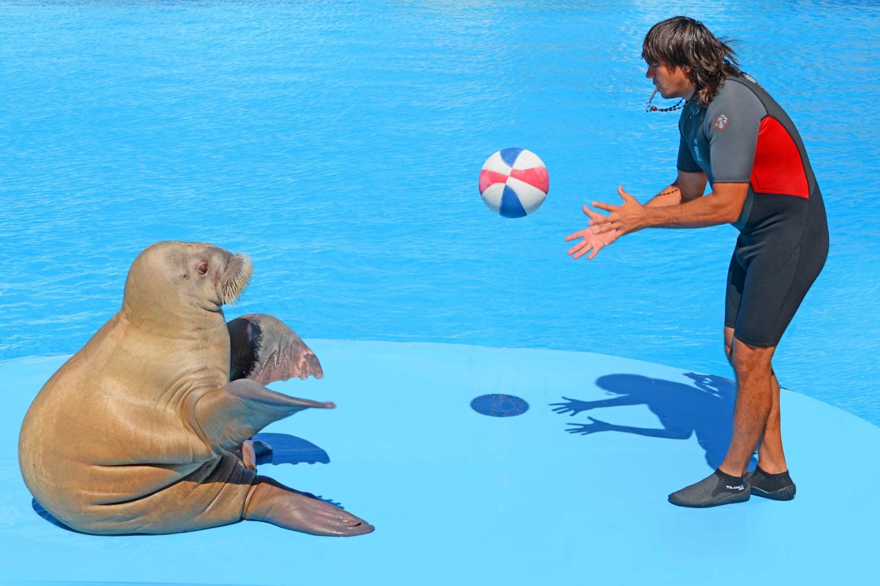 Hurghada dolphinarium show 32