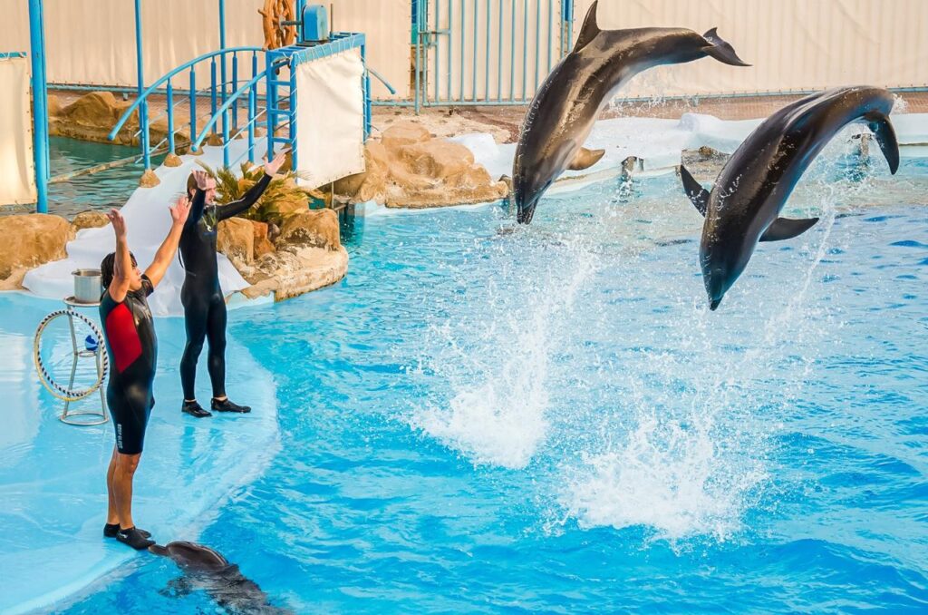 Hurghada dolphinarium show 33