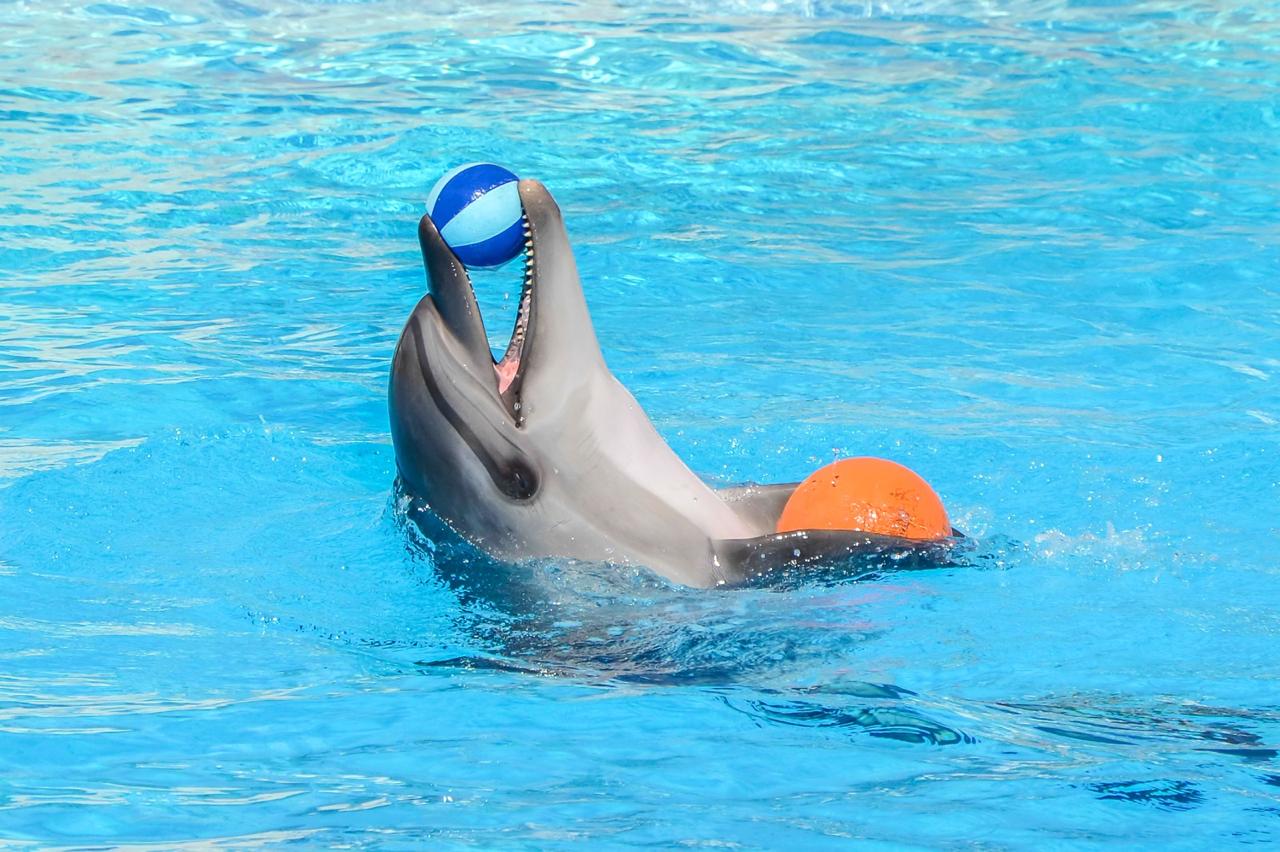Hurghada dolphinarium show 34