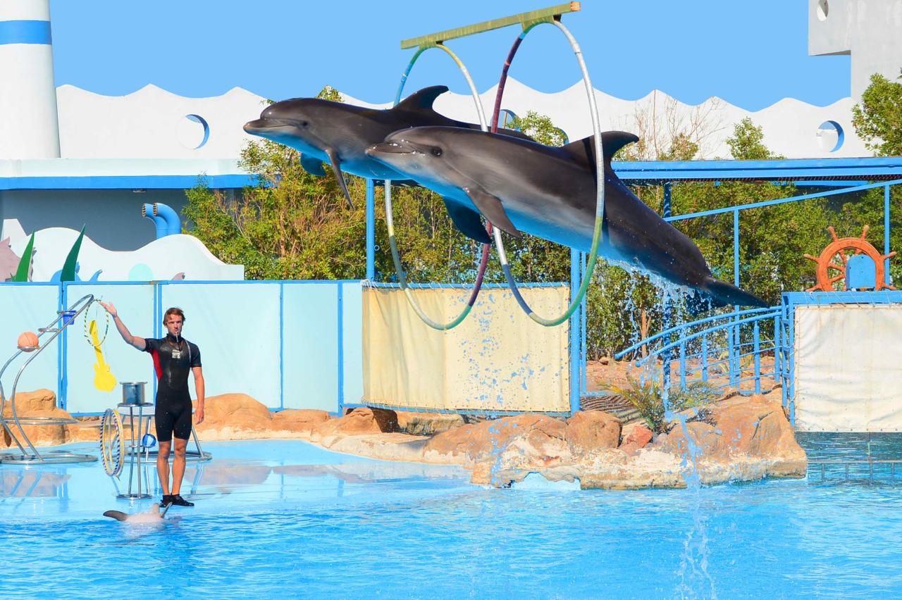 Hurghada dolphinarium show 35