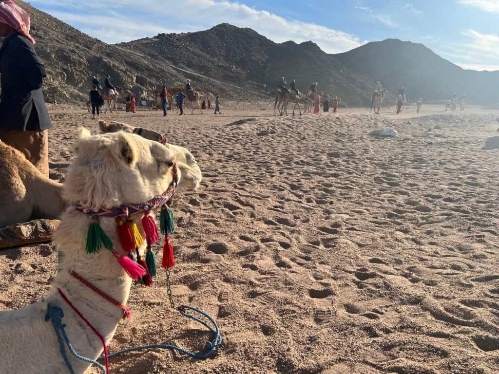 Hurghada horse and camel riding tour 15