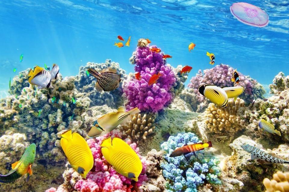 Hurghada Hula Hula paradise island 10