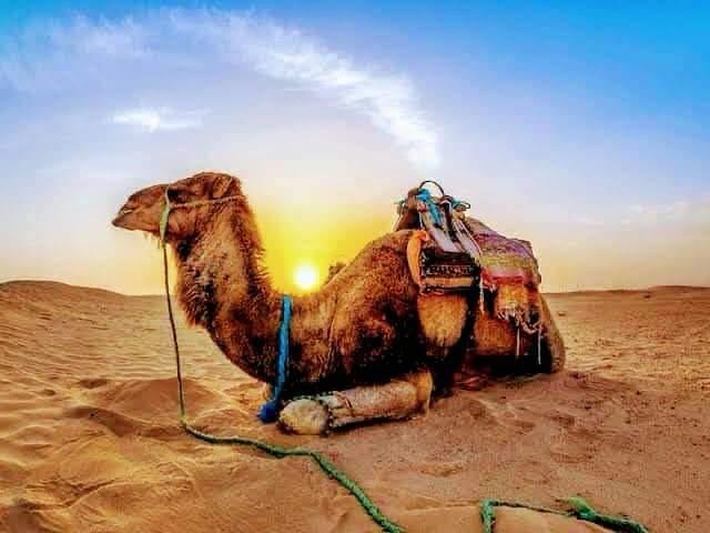 Hurghada Luxor individual by Toyota bus 69