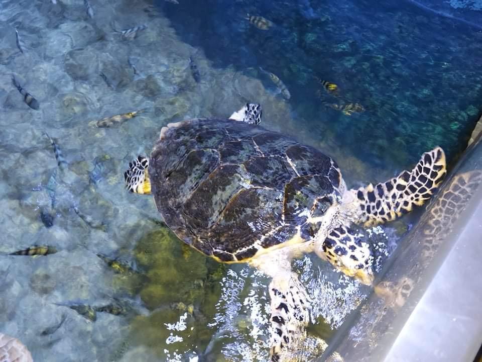 Hurghada oceanarium 12