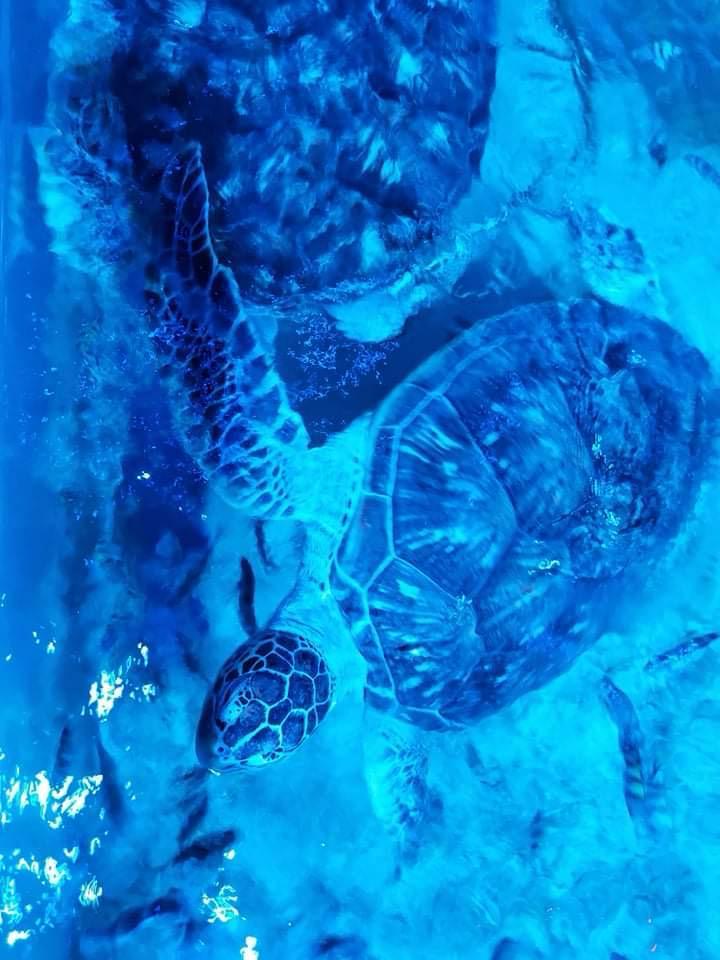 Hurghada oceanarium 13