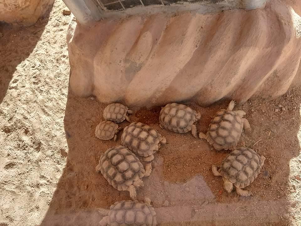 Hurghada oceanarium 14