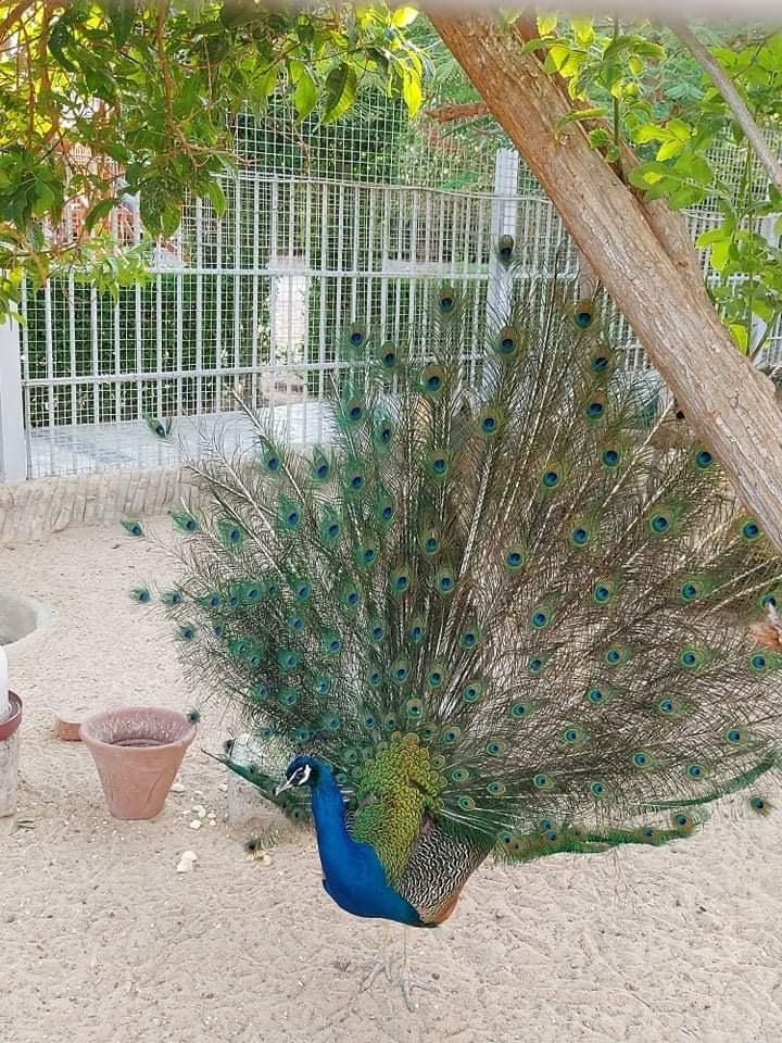 Hurghada oceanarium 19