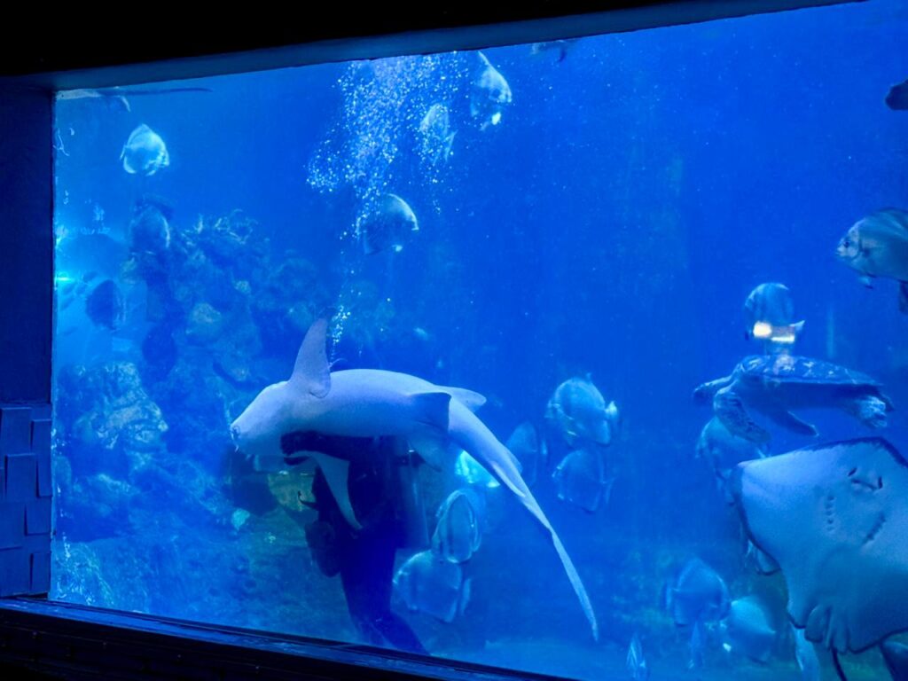 Hurghada oceanarium 28