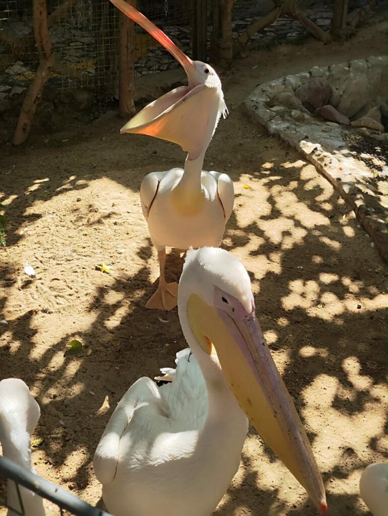 Hurghada oceanarium 30