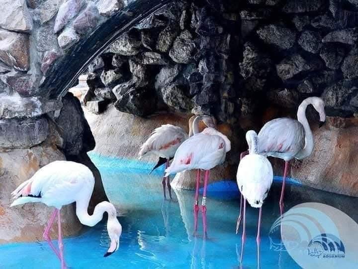 Hurghada oceanarium 38