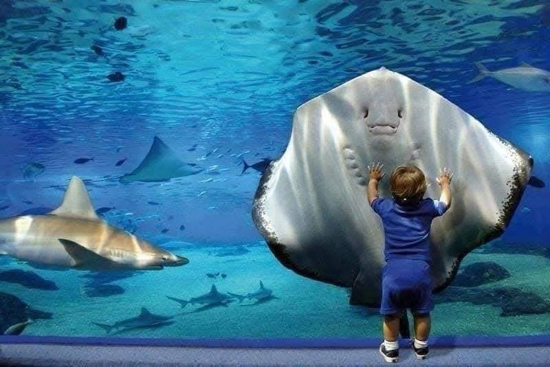Hurghada oceanarium 42