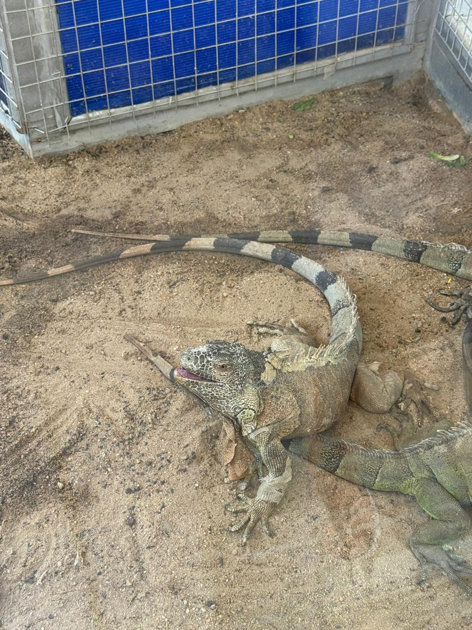 Hurghada oceanarium 43