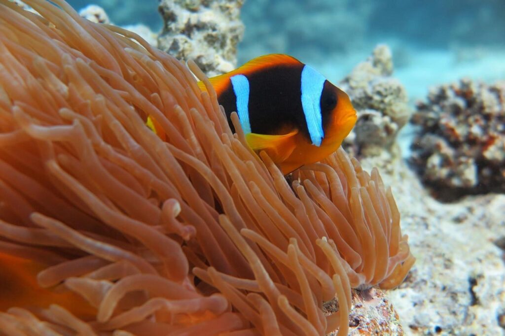 Hurghada speedboat island trip 1